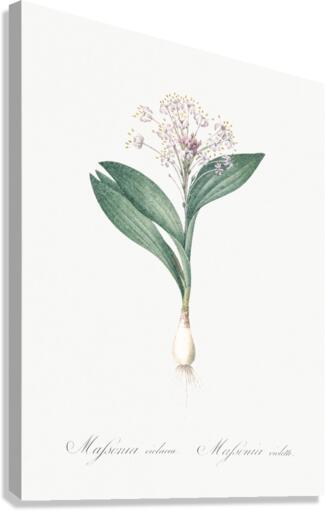 Pygmy hyacinth illustration  Canvas Print