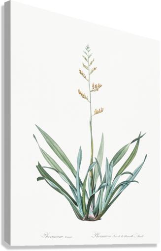 New Zealand flax illustration  Canvas Print