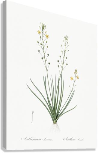 Ornamental onion illustration  Canvas Print