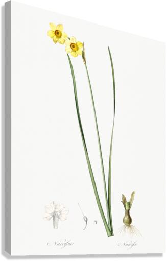 Cowslip cupped daffodil illustration  Canvas Print