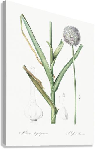 Broadleaf wild leek illustration  Canvas Print