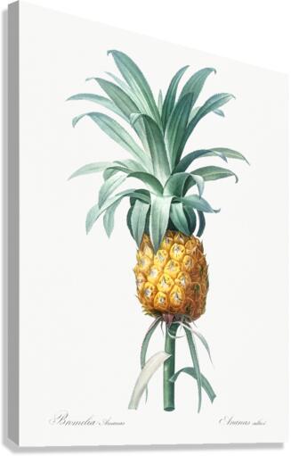 Broadleaf wild leek illustration  Canvas Print