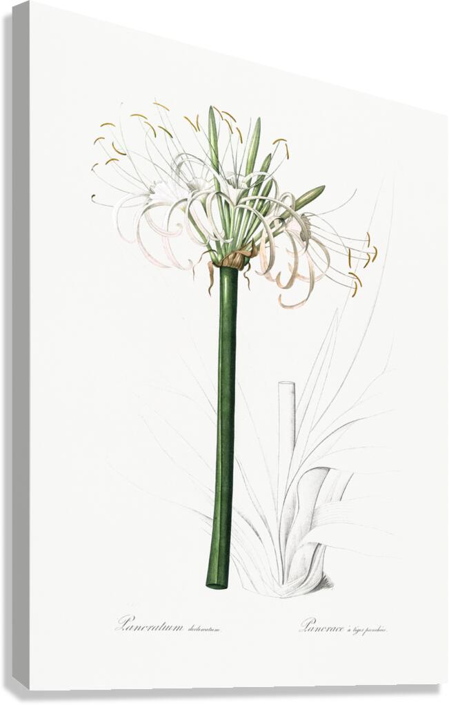 Broadleaf wild leek illustration  Canvas Print