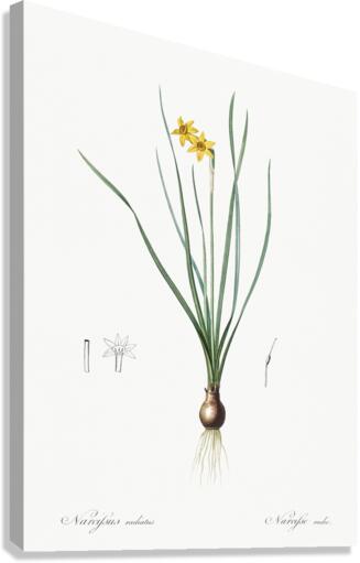 African flag illustration  Canvas Print