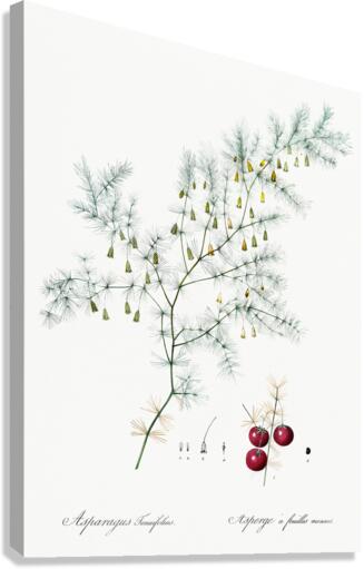 Asparagus fern illustration  Canvas Print