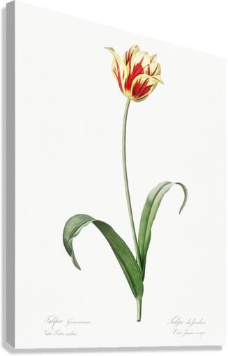 Poison bulb illustration  Canvas Print