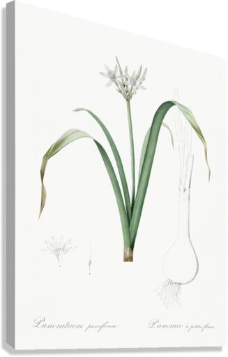 Small-flowered pancratium illustration  Canvas Print
