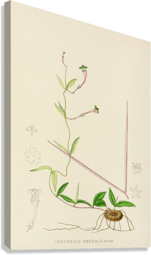 Ceropegia Rendallii Canvas Print