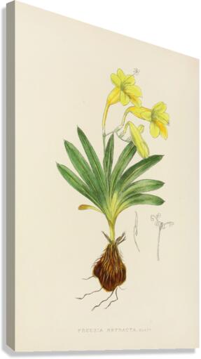 Freesia Refracta Canvas Print