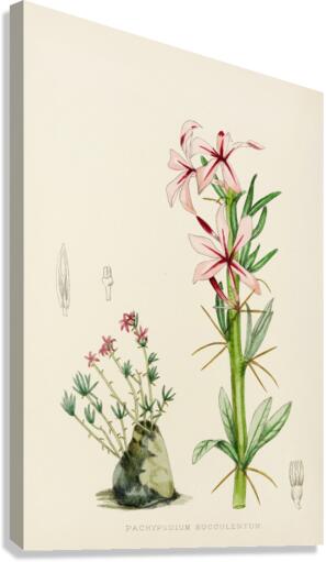 Pachypodium Succulentum Canvas Print