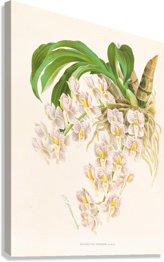 Catasetum tigrinum Canvas Print