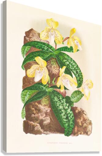 Cypripedium tonkinense Canvas Print