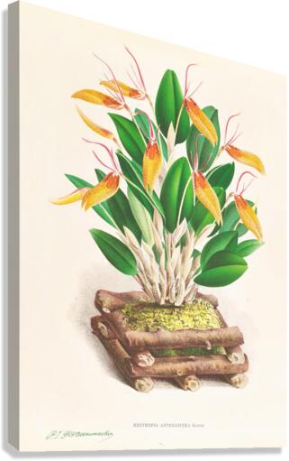 Restrepia antennifera Canvas Print