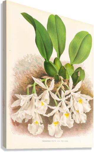 Trichopilia Suavis Canvas Print
