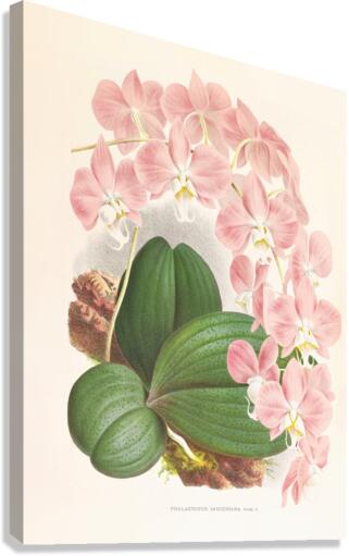 Phalaenopsis sanderiana Canvas Print