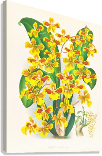 Oncidium sarcodes Canvas Print