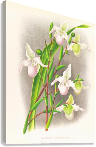 Selenipedium sedeni candidulum Canvas Print