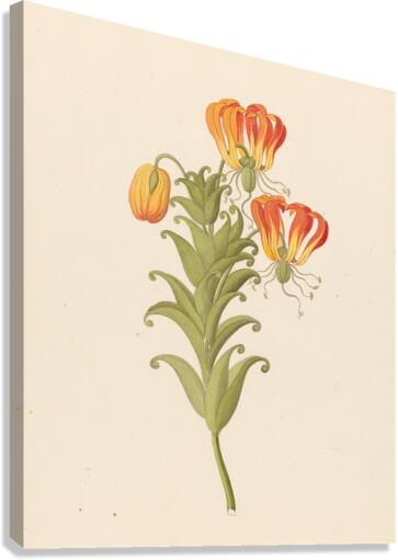 Gloriosa [Gloriosa superba] 1817 Canvas Print