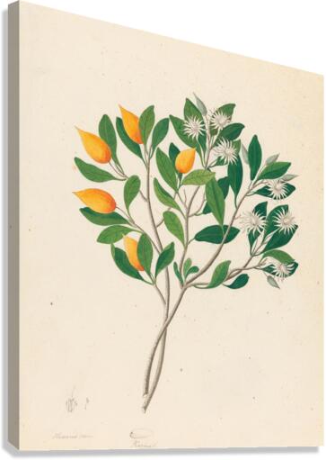 Hexand. Mono. [Mimusops obovata] 1817 Canvas Print