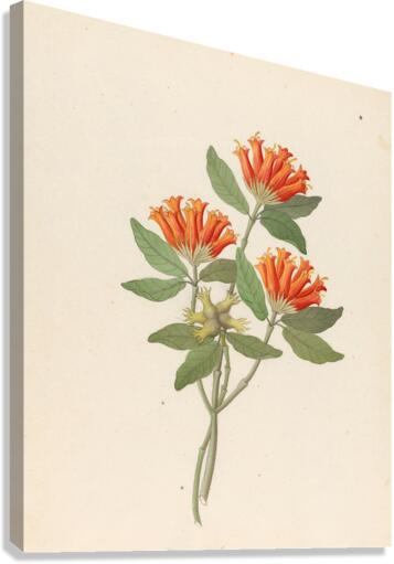 Gardenia Nova Sp. [Burchellia bubalina] 1817 Canvas Print