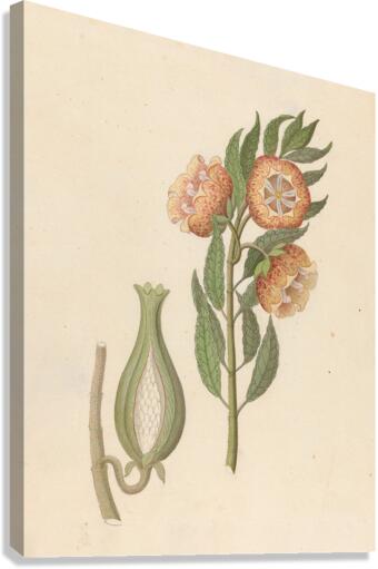 Asclepias grandiflora [Pachycarpus grandiflorus] 1817 Canvas Print