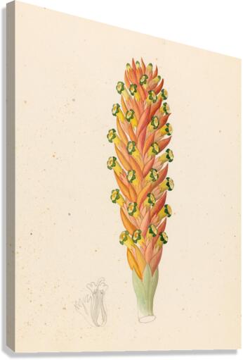 Didinamia angiosperma [Harveya hyobanchoides] 1817 Canvas Print