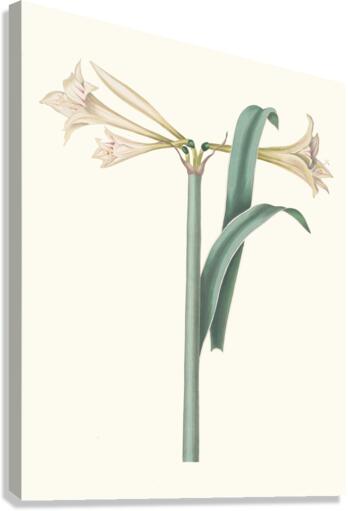 Amaryllis Harrisoni 1834 Canvas Print