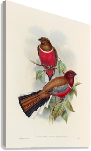 John Gould trogons 047 Canvas Print