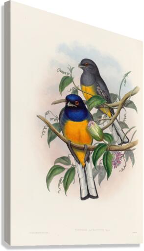 John Gould trogons 018 Canvas Print