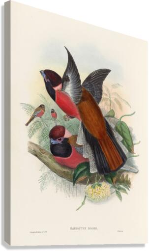 John Gould trogons 034 Canvas Print