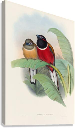 John Gould trogons 023 Canvas Print