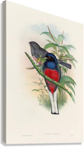John Gould trogons 017 Canvas Print