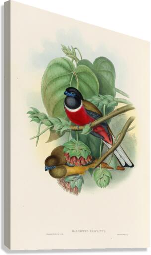 John Gould trogons 035 Canvas Print