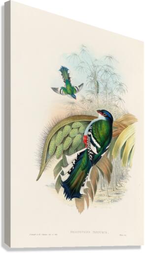 John Gould trogons 015 Canvas Print