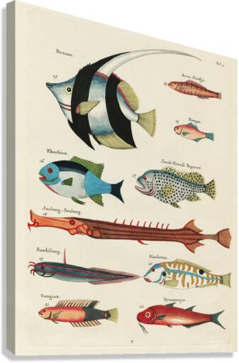 Colourful and surreal illustrations of fishes found in Moluccas Indonesia and the East Indies by Louis Renard 1678 -1746 from Histoire naturelle des plus rares curiositez de la mer des Indes 1754. Canvas Print
