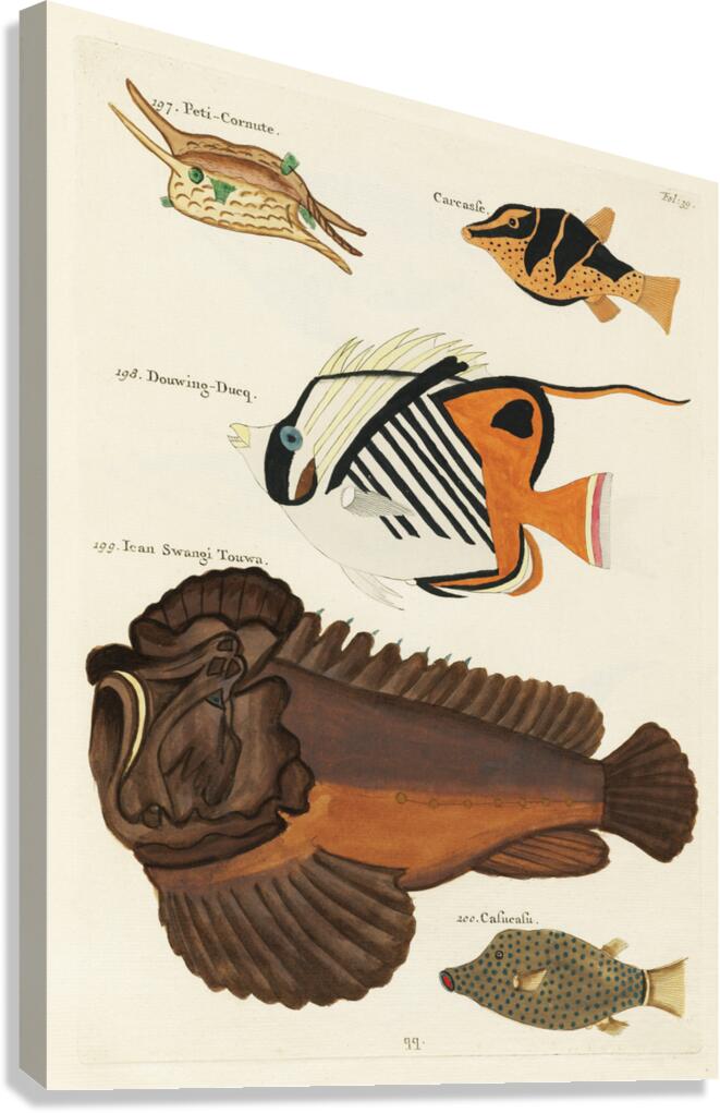 Colourful and surreal illustrations of fishes found in Moluccas Indonesia and the East Indies by Louis Renard 1678 -1746 from Histoire naturelle des plus rares curiositez de la mer des Indes 1754. Canvas Print