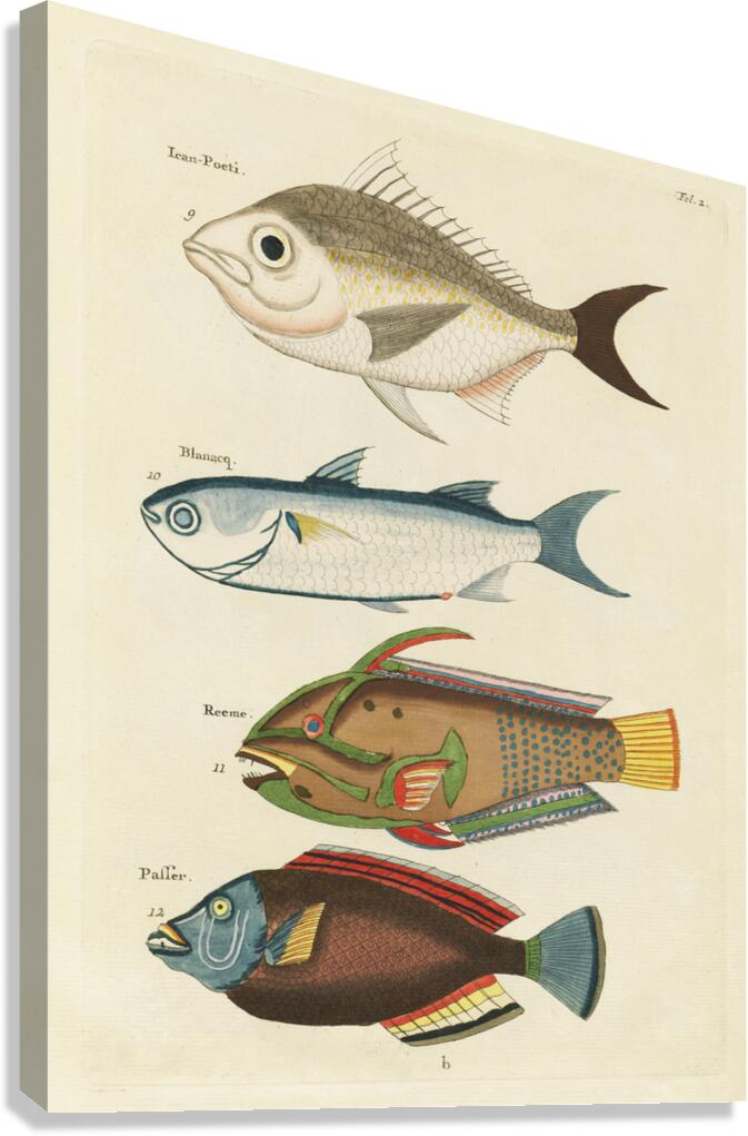 Colourful and surreal illustrations of fishes found in Moluccas Indonesia and the East Indies by Louis Renard 1678 -1746 from Histoire naturelle des plus rares curiositez de la mer des Indes 1754. Canvas Print