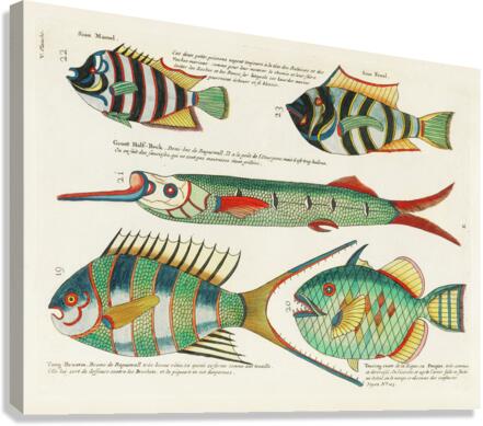 Colourful and surreal illustrations of fishes found in Moluccas Indonesia and the East Indies by Louis Renard 1678 -1746 from Histoire naturelle des plus rares curiositez de la mer des Indes 1754. Canvas Print