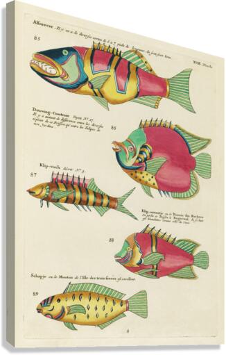 Colourful and surreal illustrations of fishes found in Moluccas Indonesia and the East Indies by Louis Renard 1678 -1746 from Histoire naturelle des plus rares curiositez de la mer des Indes 1754. Canvas Print