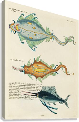 Colourful and surreal illustrations of fishes found in Moluccas Indonesia and the East Indies by Louis Renard 1678 -1746 from Histoire naturelle des plus rares curiositez de la mer des Indes 1754. Canvas Print