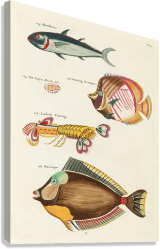 Colourful and surreal illustrations of fishes and lobster found in Moluccas Indonesia and the East Indies by Louis Renard 1678 -1746 from Histoire naturelle des plus rares curiositez de la mer des Indes 1754. Canvas Print