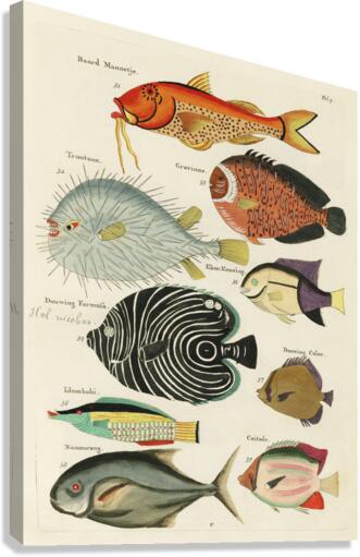 Colourful and surreal illustrations of fishes found in Moluccas Indonesia and the East Indies by Louis Renard 1678 -1746 from Histoire naturelle des plus rares curiositez de la mer des Indes 1754. Canvas Print