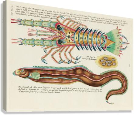 Colourful and surreal illustrations of fish and lobster found in Moluccas Indonesia and the East Indies by Louis Renard 1678 -1746 from Histoire naturelle des plus rares curiositez de la mer des Indes 1754. Canvas Print