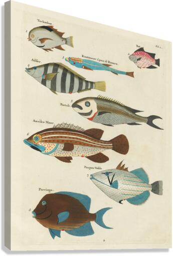 Colourful and surreal illustrations of fishes found in Moluccas Indonesia and the East Indies by Louis Renard 1678 -1746 from Histoire naturelle des plus rares curiositez de la mer des Indes 1754. Canvas Print