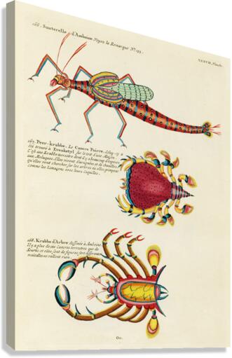 Colourful and surreal illustrations of fishes and crabs found in Moluccas Indonesia and the East Indies by Louis Renard 1678 -1746 from Histoire naturelle des plus rares curiositez de la mer des Indes 1754. Canvas Print