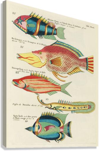Colourful and surreal illustrations of fishes found in Moluccas Indonesia and the East Indies by Louis Renard 1678 -1746 from Histoire naturelle des plus rares curiositez de la mer des Indes 1754. Canvas Print