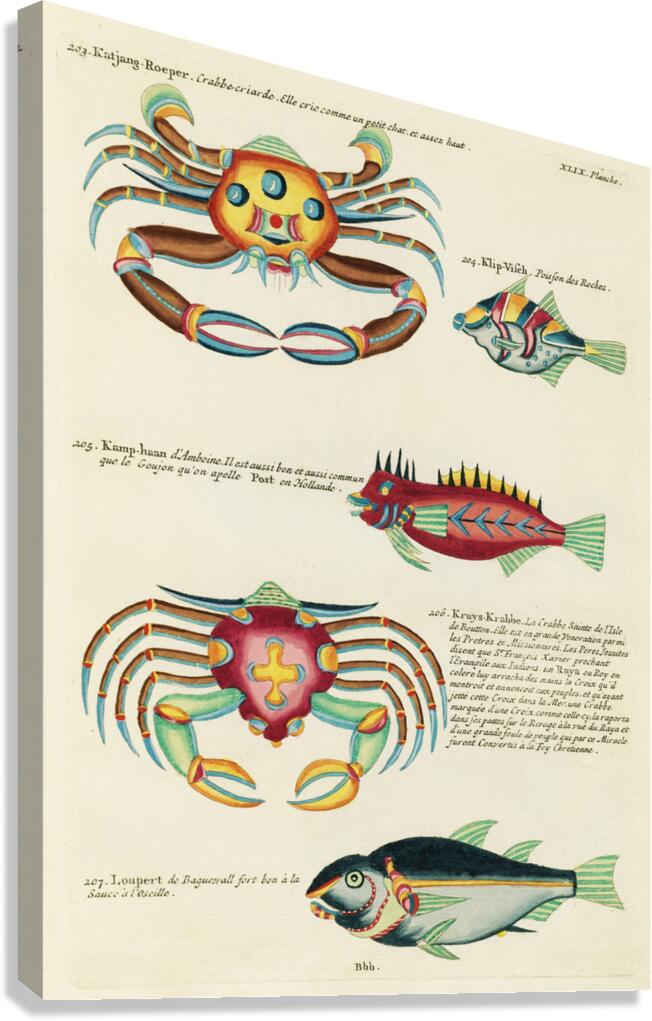 Colourful and surreal illustrations of fishes and crabs found in Moluccas Indonesia and the East Indies by Louis Renard 1678 -1746 from Histoire naturelle des plus rares curiositez de la mer des Indes 1754. Canvas Print