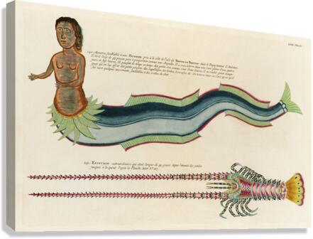 Illustrations of a siren and lobster found in the Moluccas Indonesia and the East Indies by Louis Renard 1678 -1746 from Histoire naturelle des plus rares curiositez de la mer des Indes 1754. Canvas Print