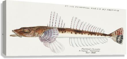 Antique fish platycephalus sp flathead South Pacific Fishes by Frank Edward Clarke 1849-1899.  Canvas Print