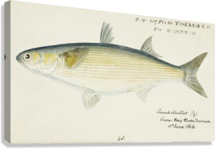 Antique fish myxus elongatus sand mullet South Pacific Fishes by Frank Edward Clarke 1849-1899.  Canvas Print